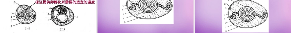 八年级生物下册 第七单元 第一章 第四节 鸟的生殖和发育课件 新人教版 课件