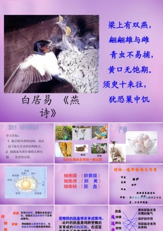 八年级生物下册 第七单元 第一章 第四节 鸟的生殖和发育课件 新人教版 课件
