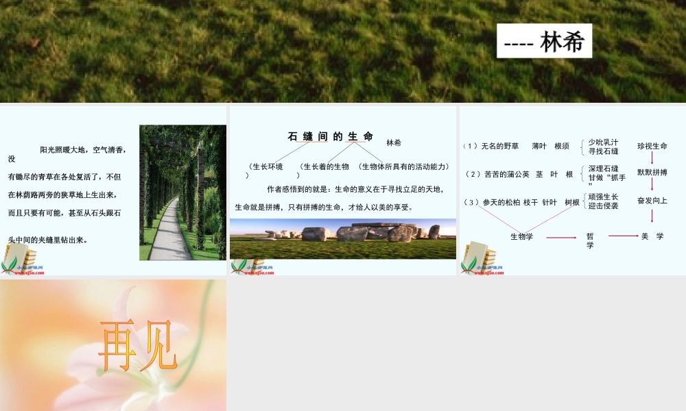 七年级语文上册 (石缝间的生命)课件 沪教版 课件