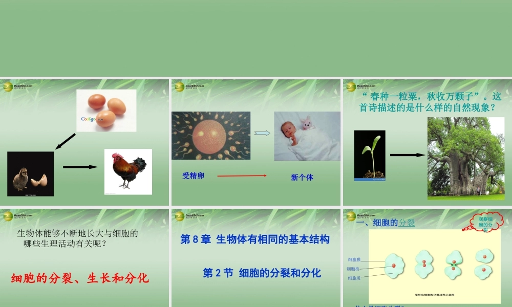七年级生物下册 第二节 细胞分裂与分化课件 苏科版 课件