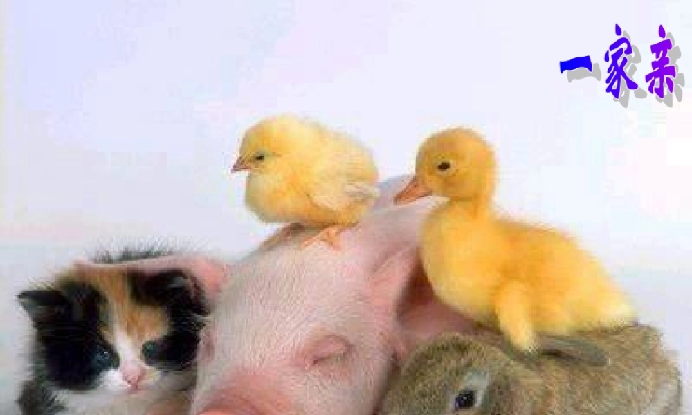 七年级语文下册 第15课(松鼠)课件 苏教版 课件