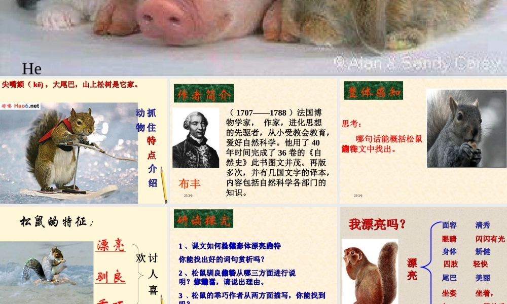 七年级语文下册 第15课(松鼠)课件 苏教版 课件