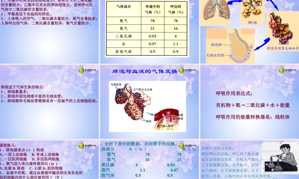 八年级生物上册 第三章 第二节 发生在肺内的气体交换课件 鲁科版 课件