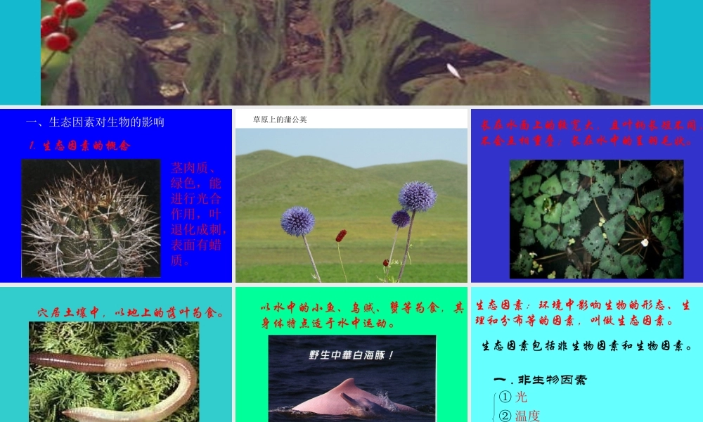 七年级生物生物与环境的相互关系课件1 新课标 人教版 课件