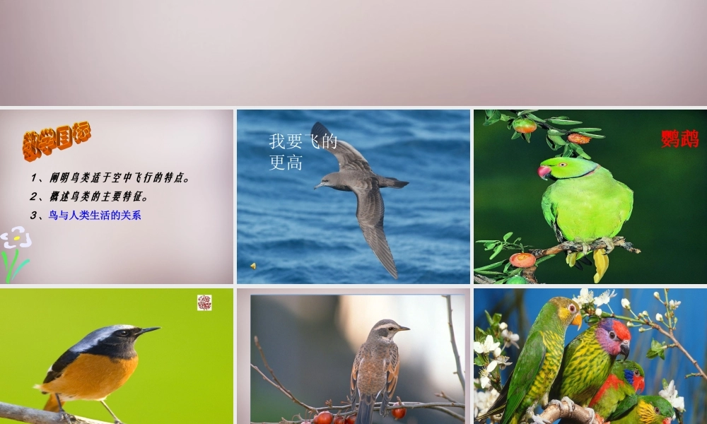 八年级生物上册 第5单元 第1章 第6节(鸟)课件 (新版)新人教版 课件