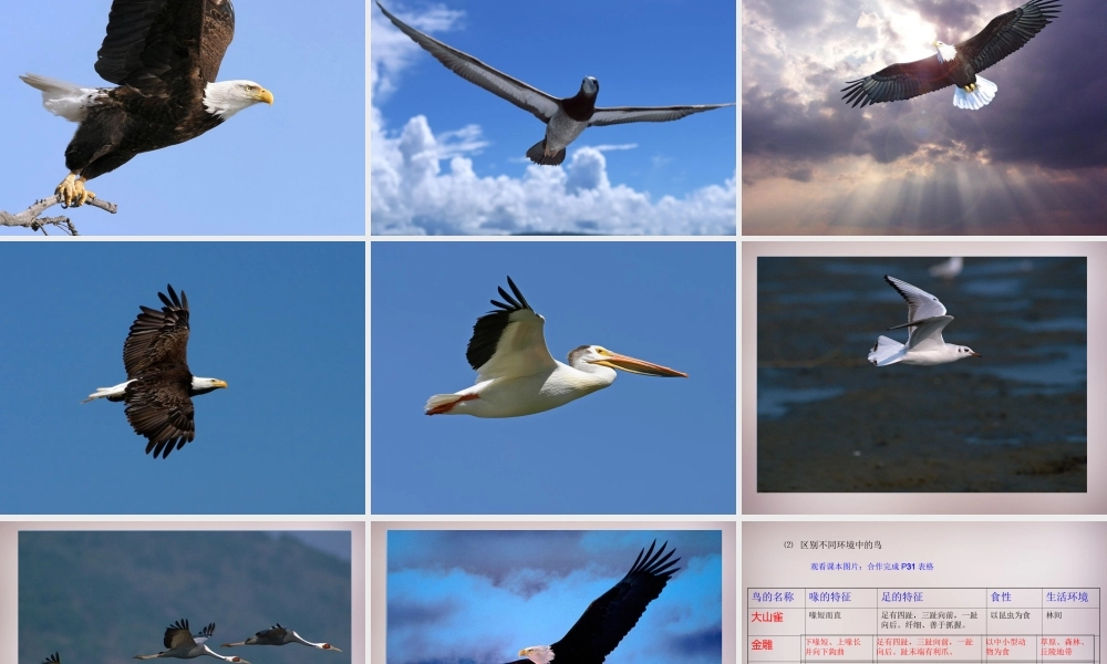 八年级生物上册 第5单元 第1章 第6节(鸟)课件 (新版)新人教版 课件