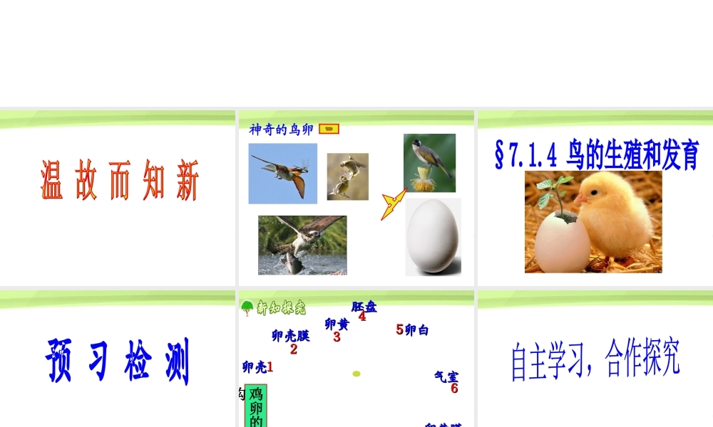 八年级生物下册 7.1.4鸟的生殖和发育课件 人教新课标版 课件