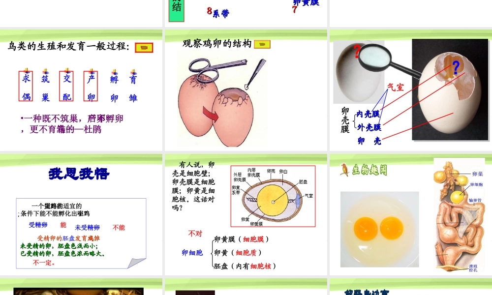 八年级生物下册 7.1.4鸟的生殖和发育课件 人教新课标版 课件