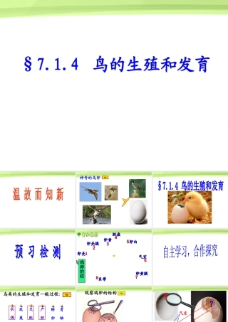 八年级生物下册 7.1.4鸟的生殖和发育课件 人教新课标版 课件