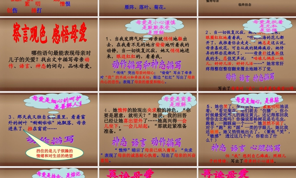 七年级语文上册 2(秋天的怀念)课件 (新版)新人教版 课件