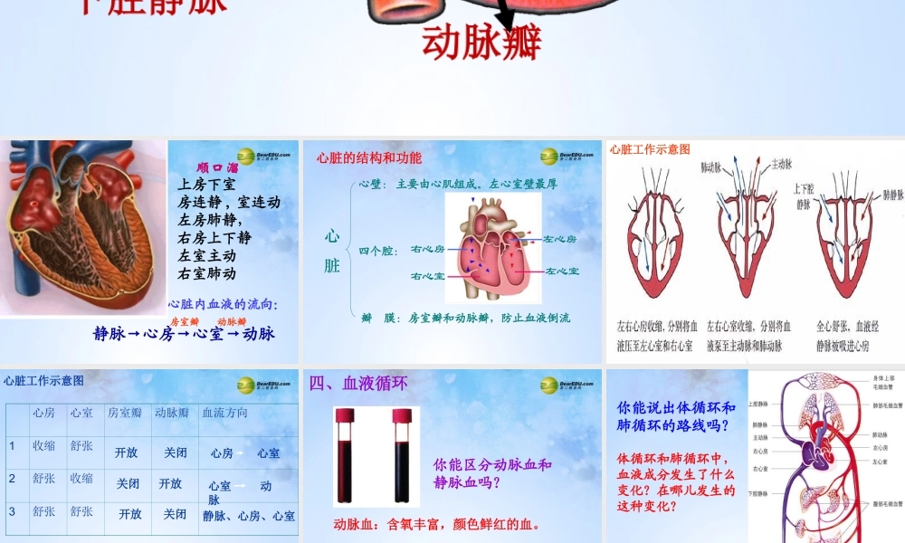 八年级生物上册 第四章 心脏和血液循环复习课件 鲁科版 课件