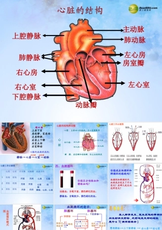 八年级生物上册 第四章 心脏和血液循环复习课件 鲁科版 课件