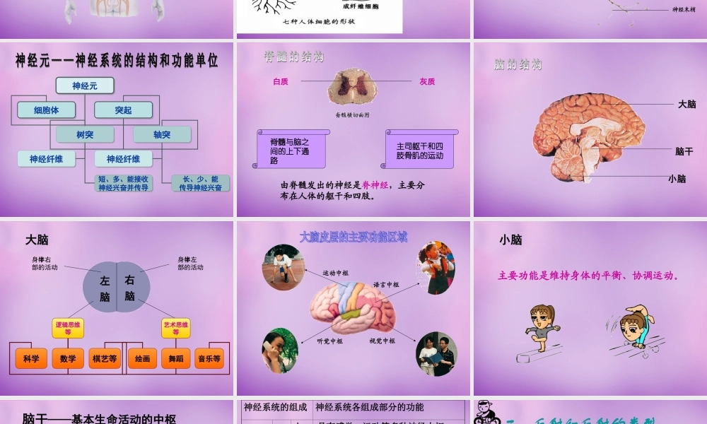 中学七年级生物下册 12.2 人体的神经调节课件 (新版)苏教版 课件