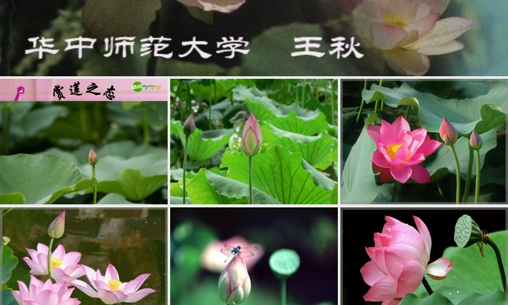 八年级语文上册 (爱莲说)教学课件 人教新课标版 课件