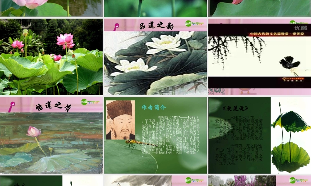 八年级语文上册 (爱莲说)教学课件 人教新课标版 课件