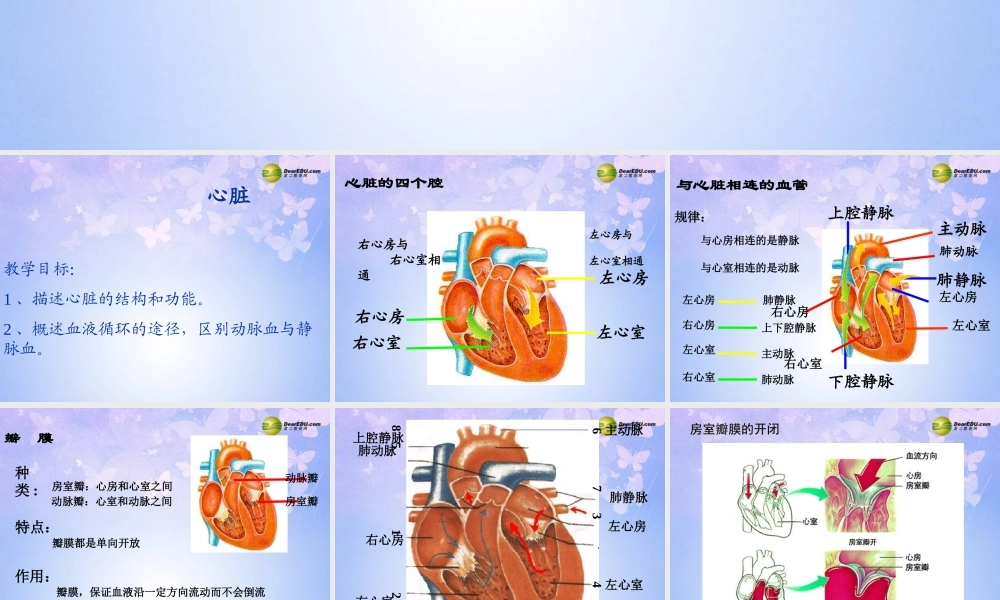 八年级生物上册 第四章 心脏课件 鲁科版 课件