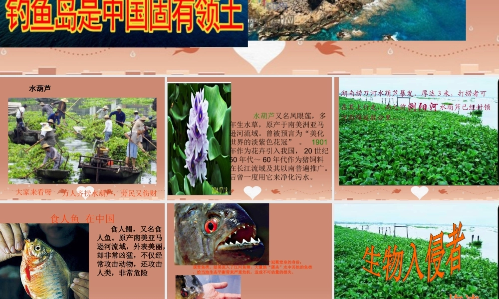 中学八年级语文上册 19 生物入侵者课件 新人教版 课件