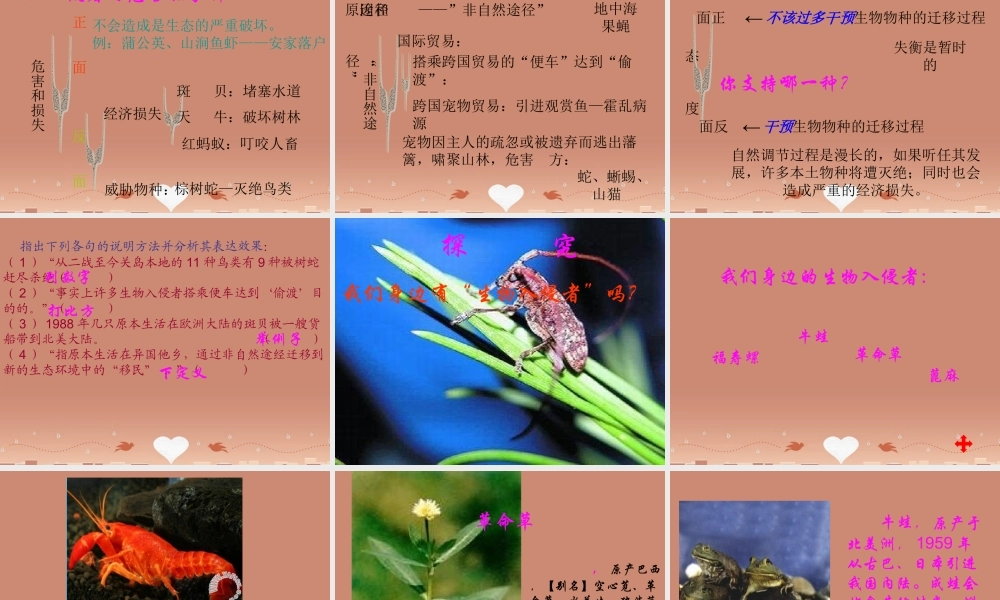 中学八年级语文上册 19 生物入侵者课件 新人教版 课件