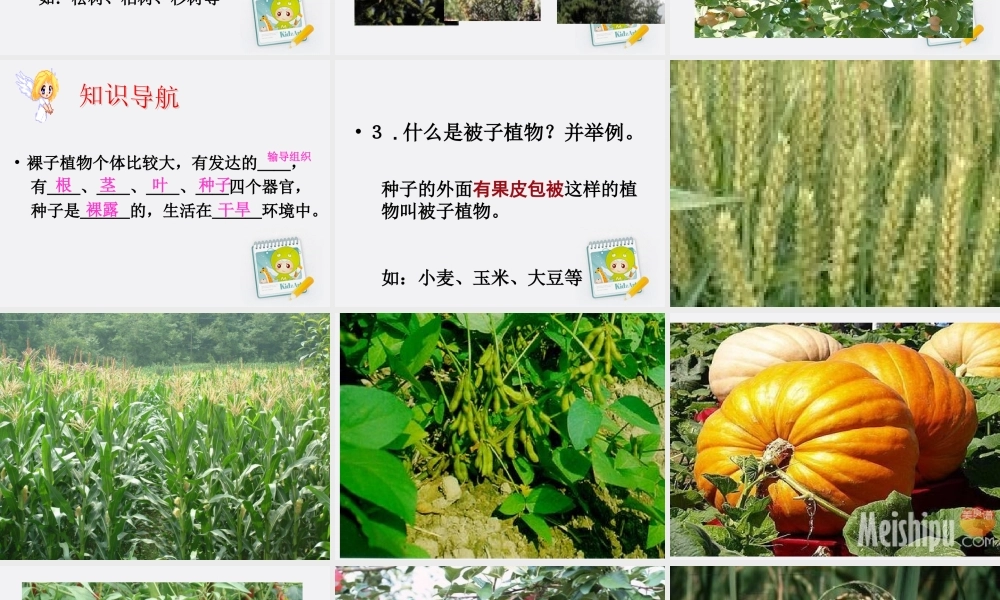 七年级生物上册 自制课件种子植物课件 济南版 课件