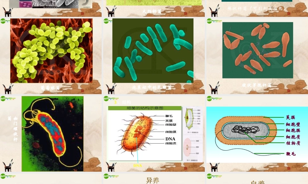 八年级生物上册 第五单元第四章第二节细菌课件 人教新课标版 课件