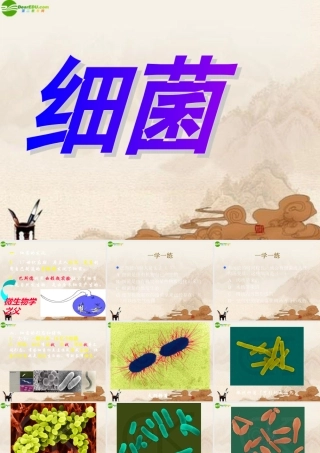 八年级生物上册 第五单元第四章第二节细菌课件 人教新课标版 课件