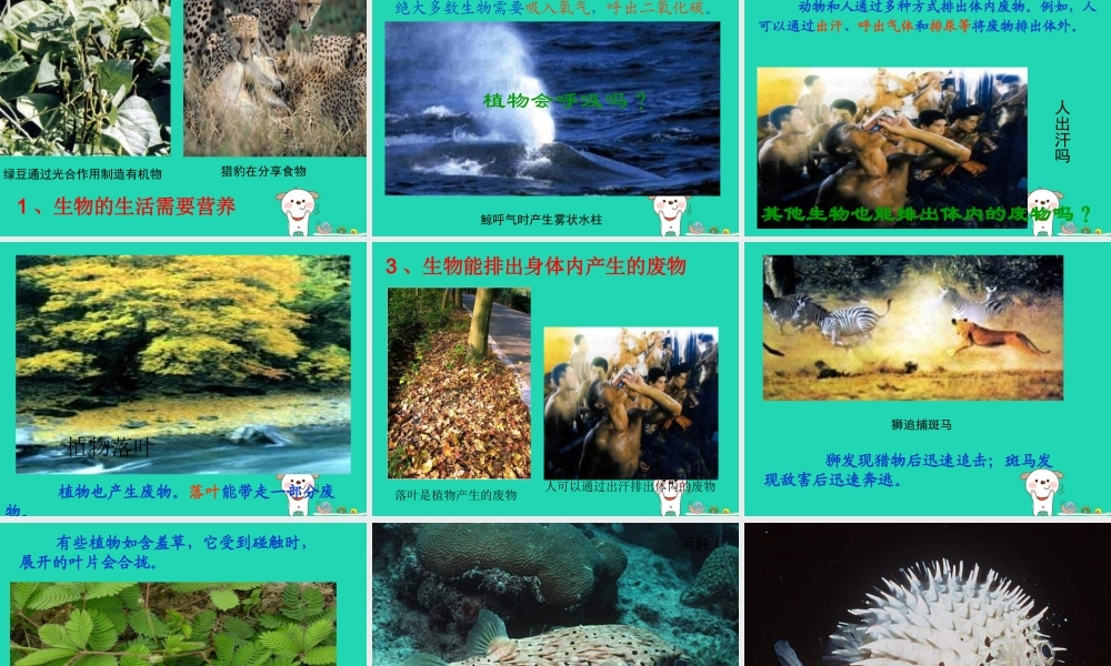 七年级生物上册 1.1.1生物的特征课件 (新版)新人教版 课件