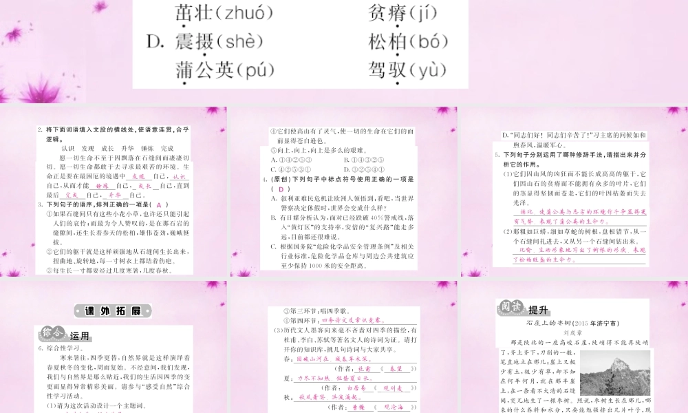 九年级语文下册 2 石缝间的生命课件 语文版 课件