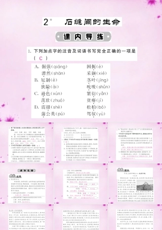 九年级语文下册 2 石缝间的生命课件 语文版 课件
