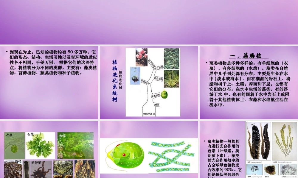 八年级生物下册 22.3 植物的主要类群课件1 北师大版 课件