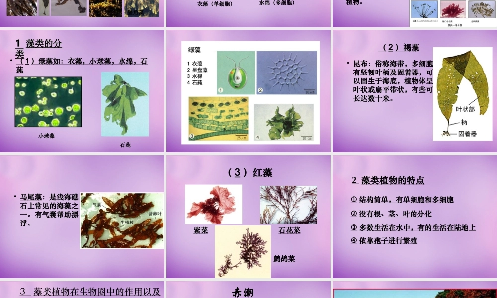 八年级生物下册 22.3 植物的主要类群课件1 北师大版 课件