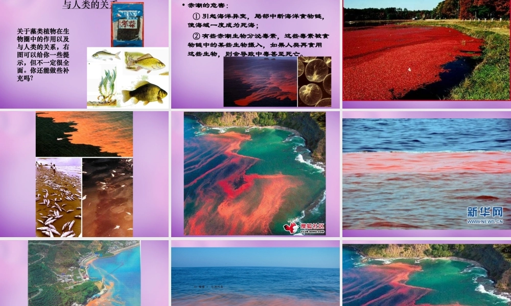 八年级生物下册 22.3 植物的主要类群课件1 北师大版 课件