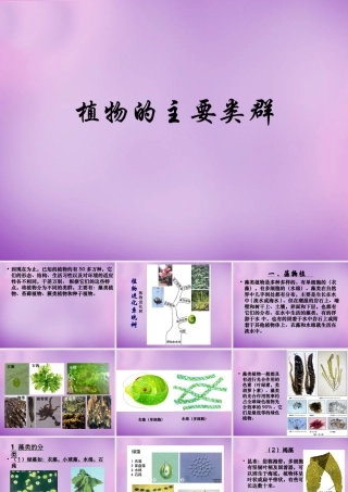 八年级生物下册 22.3 植物的主要类群课件1 北师大版 课件