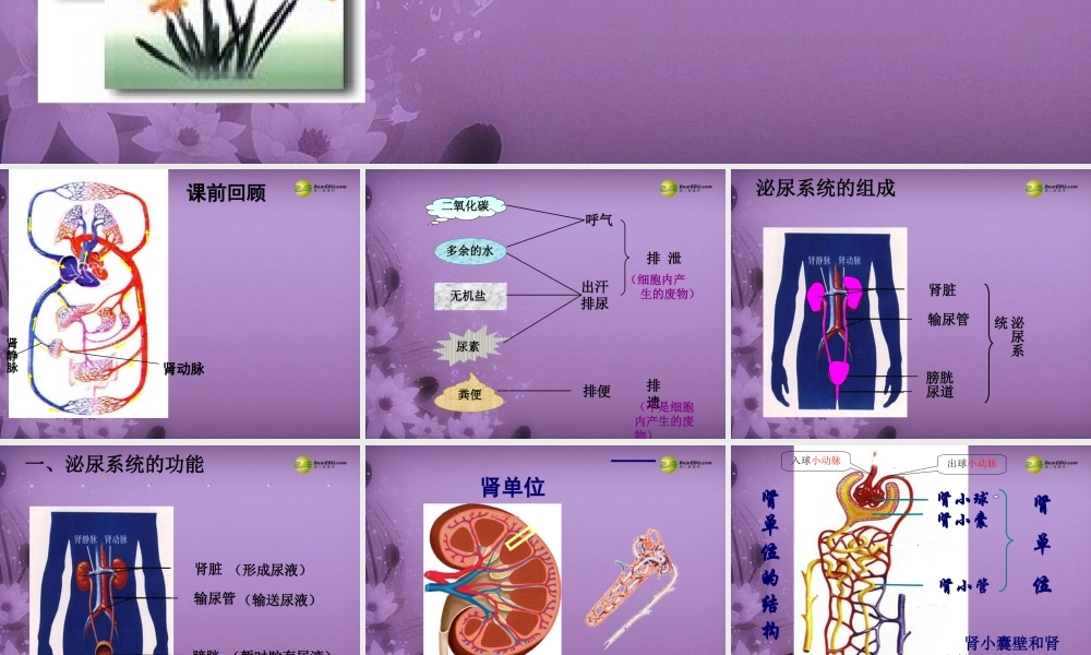 八年级生物上册 第五章 (人体内废物的排出)复习配套课件 鲁科版 课件