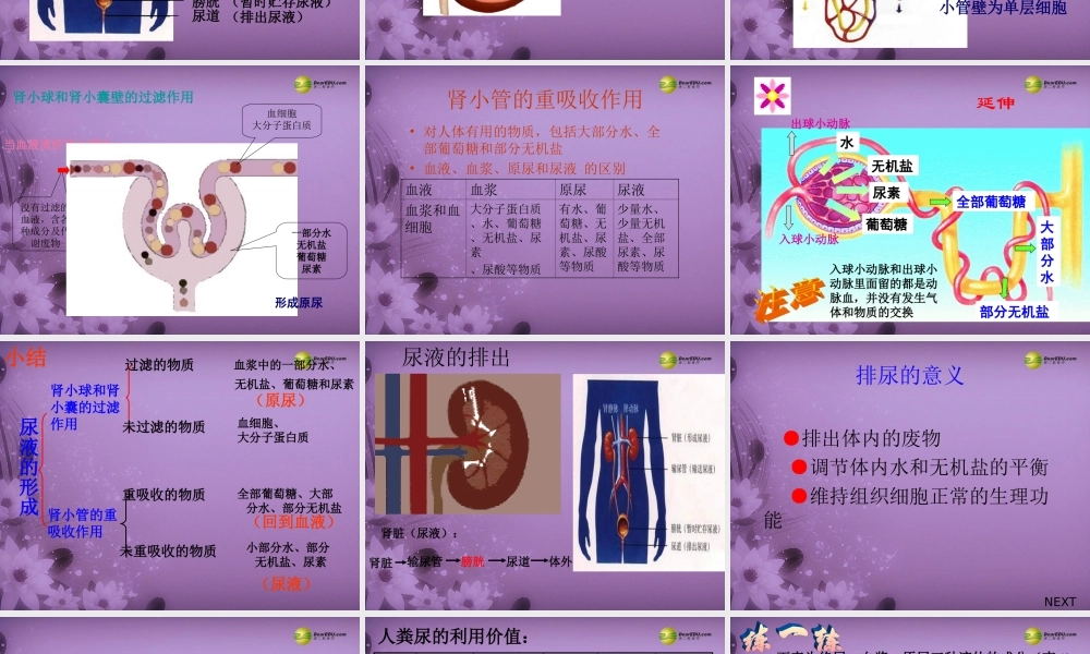 八年级生物上册 第五章 (人体内废物的排出)复习配套课件 鲁科版 课件