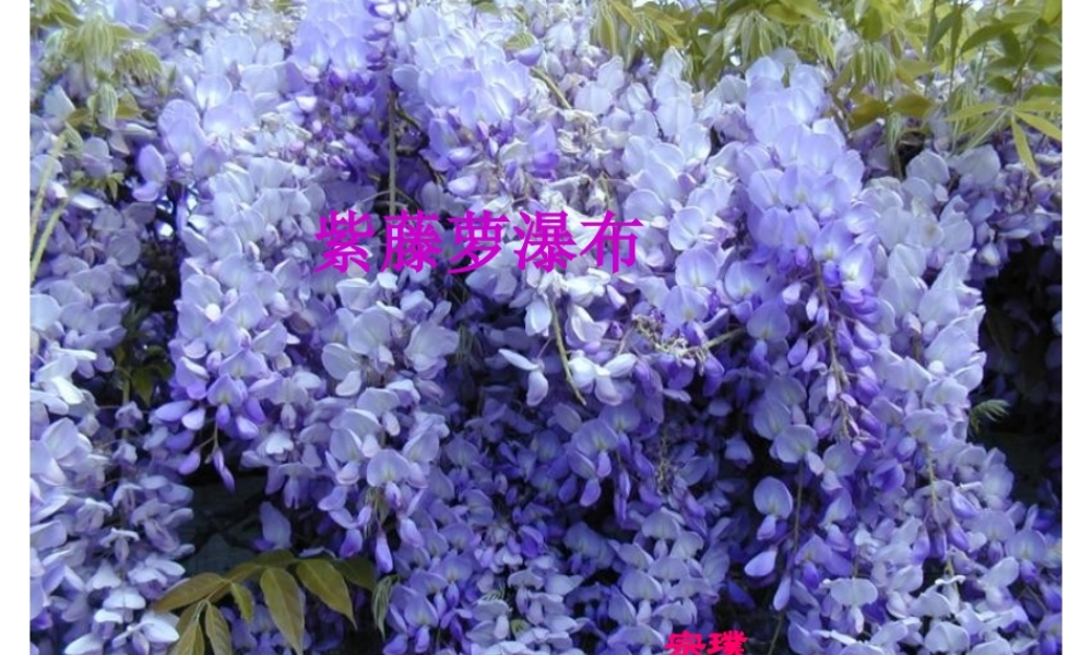 八年级上册 23紫藤萝瀑布 课件6河大版 课件