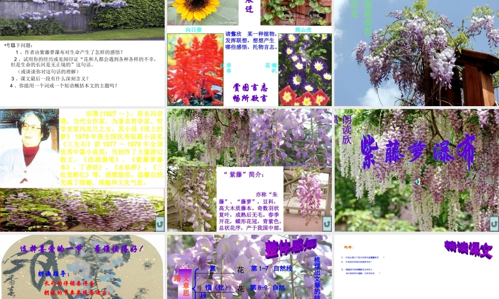 八年级上册 23紫藤萝瀑布 课件6河大版 课件