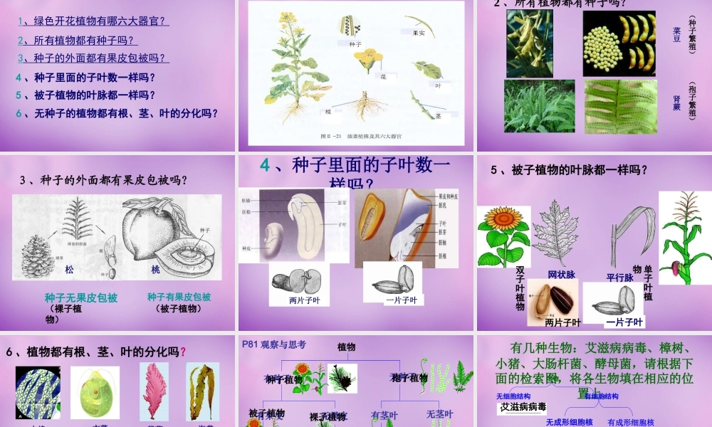 八年级生物上册 第6单元 第1章 第1节 尝试对生物进行分类课件 (新版)新人教版 课件
