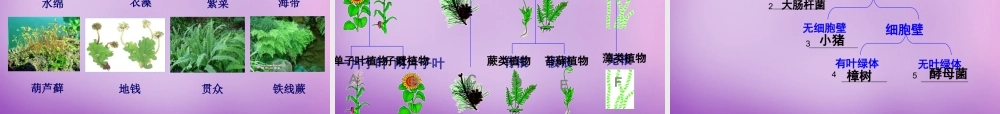 八年级生物上册 第6单元 第1章 第1节 尝试对生物进行分类课件 (新版)新人教版 课件