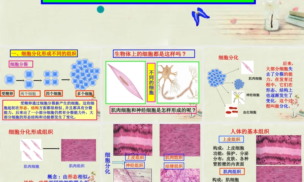 七年级生物上册 2.2.2 动物体的结构系统课件 (新版)新人教版 课件