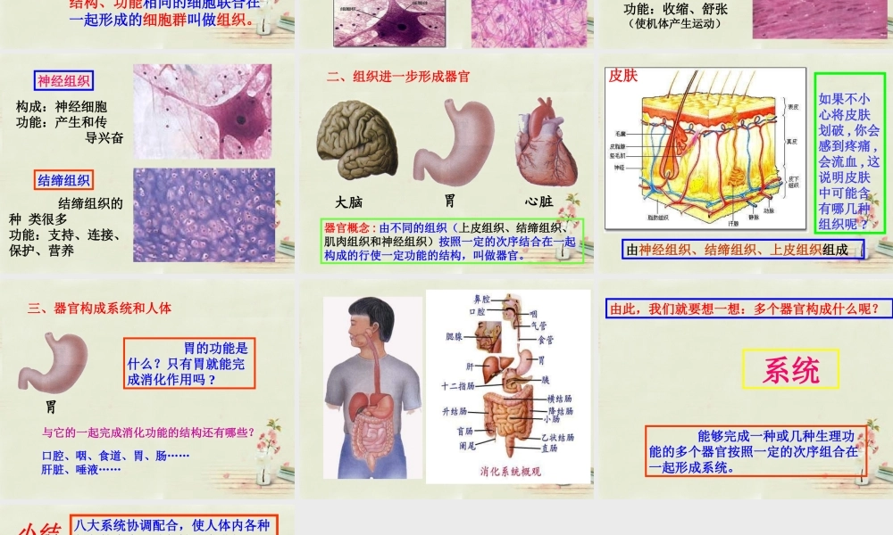 七年级生物上册 2.2.2 动物体的结构系统课件 (新版)新人教版 课件