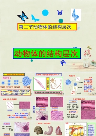 七年级生物上册 2.2.2 动物体的结构系统课件 (新版)新人教版 课件