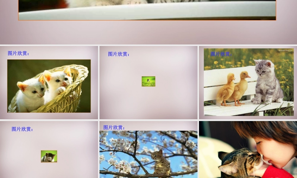 七年级语文上册 第五单元 第21课(猫)课件 (版)新人教版 课件