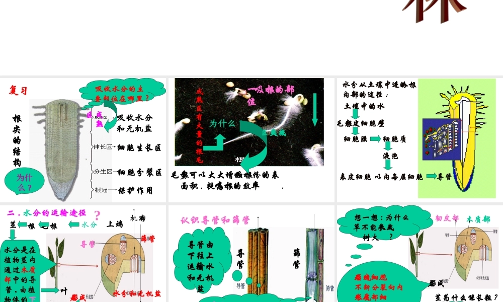 七年级生物上册 水分进入植物体内的途径课件 ppt 课件