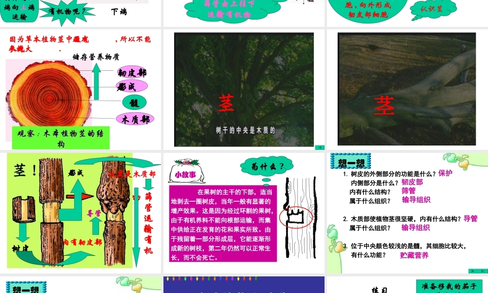 七年级生物上册 水分进入植物体内的途径课件 ppt 课件