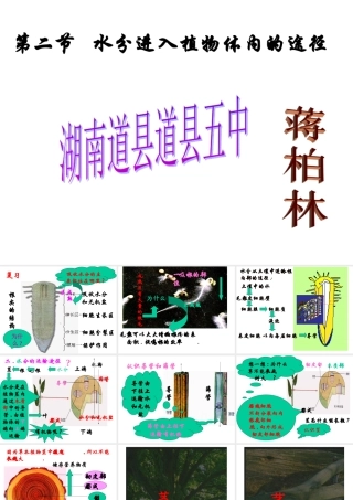 七年级生物上册 水分进入植物体内的途径课件 ppt 课件