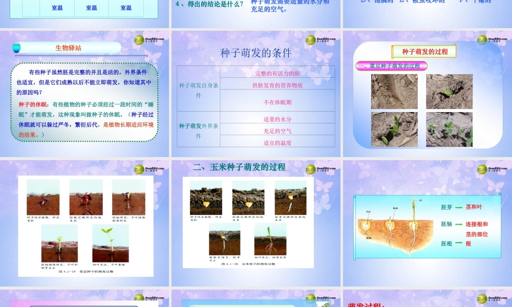 八年级生物上册 第四节 种子的萌发课件 济南版 课件