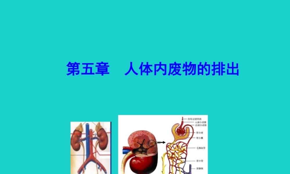 七年级生物下册 4.5 人体内废物的排出课件 七年级生物下册 4.5 人体内废物的排出课件+素材(新版)新人教版