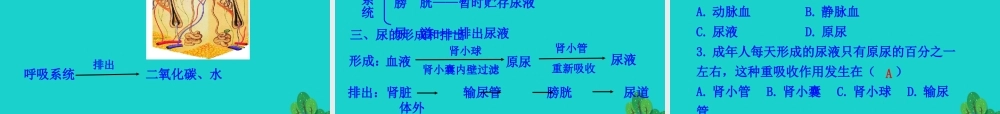 七年级生物下册 4.5 人体内废物的排出课件 七年级生物下册 4.5 人体内废物的排出课件+素材(新版)新人教版