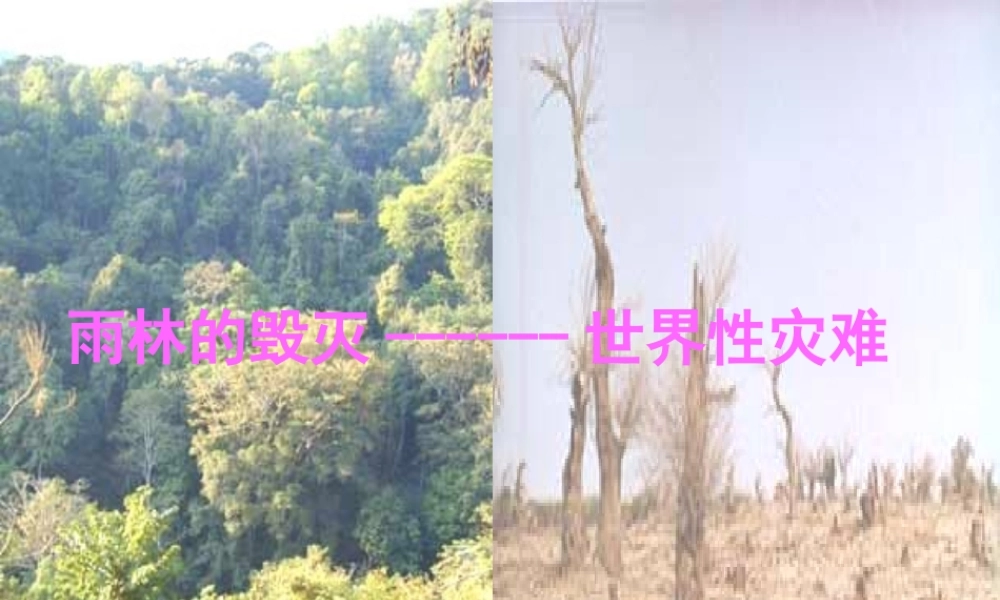 八年级语文上册 18 雨林的毁灭课件 语文版 课件