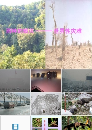 八年级语文上册 18 雨林的毁灭课件 语文版 课件